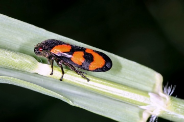 Cercopis vulnerata (16 May 2011) Copyright: Leslie Butler