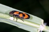 Cercopis vulnerata (16 May 2011) Copyright: Leslie Butler