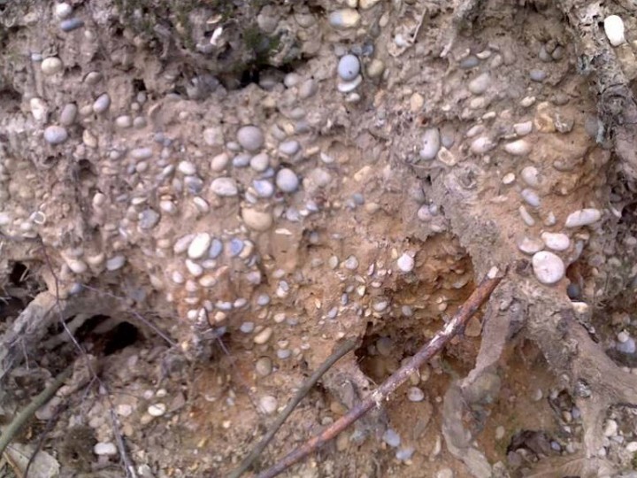 Well rounded pebbles in tree roots at Parsons Spring Gravel Pits Copyright: Gerald Lucy
