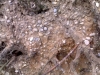 Well rounded pebbles in tree roots at Parsons Spring Gravel Pits