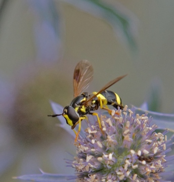 Chrysotoxum bicinctum 1 Copyright: Graham Ekins