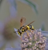 Chrysotoxum bicinctum 1