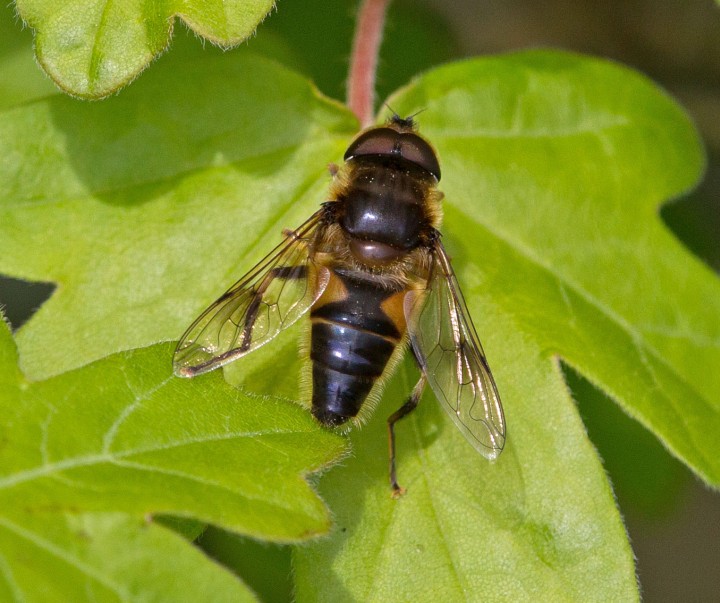 Eristalis pertinax 2 Copyright: Graham Ekins