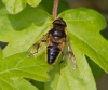 Eristalis pertinax 2 Copyright: Graham Ekins