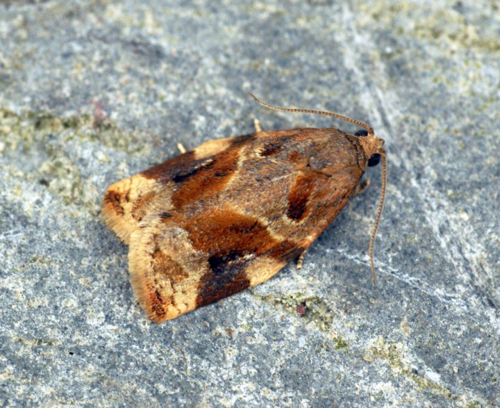 Variegated Golden Tortrix (Archips xylosteana) Copyright: Ben Sale