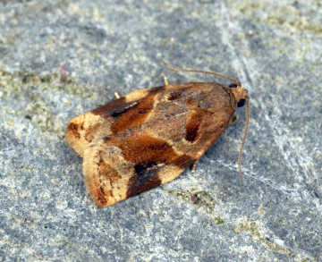 Variegated Golden Tortrix (Archips xylosteana) Copyright: Ben Sale