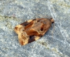 Variegated Golden Tortrix (Archips xylosteana) Copyright: Ben Sale