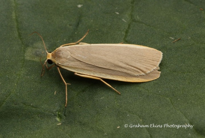 Eilema depressa  Buff Footman Copyright: Graham Ekins