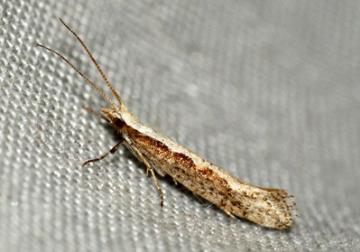 Plutella xylostella (Diamond-back Moth) Copyright: Ben Sale (2010)