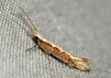 Plutella xylostella (Diamond-back Moth) 