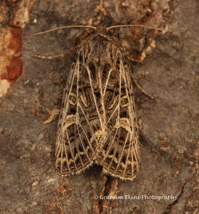 Feathered Gothic  Tholera decimalis Copyright: Graham Ekins