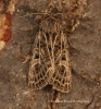 Feathered Gothic  Tholera decimalis