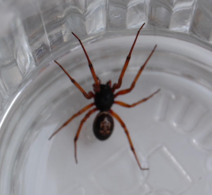 Steatoda nobilis - false widow spider Copyright: Keith Richardson