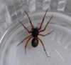 Steatoda nobilis - false widow spider 