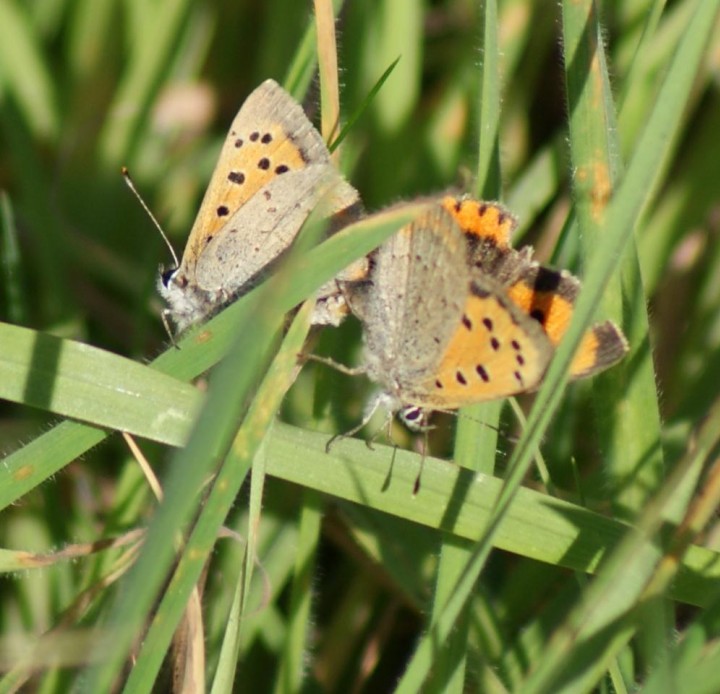 Small Copper (in cop) Copyright: Robert Smith