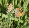 Small Copper (in cop) Copyright: Robert Smith