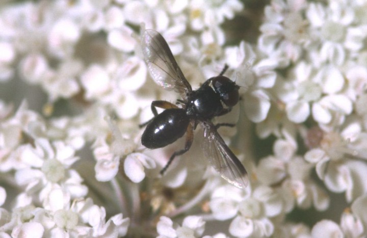 Catharosia pygmaea Copyright: Peter Harvey