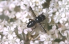Catharosia pygmaea Copyright: Peter Harvey