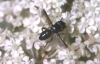 Catharosia pygmaea