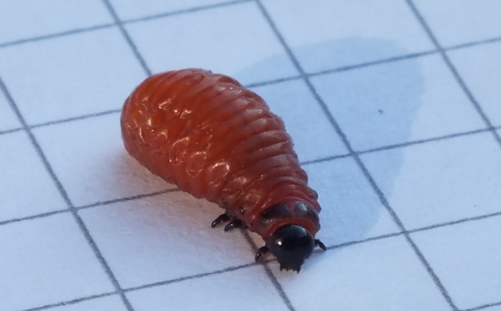 Lily Beetle (Fully grown grub) Copyright: Peter Pearson