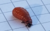 Lily Beetle (Fully grown grub) 