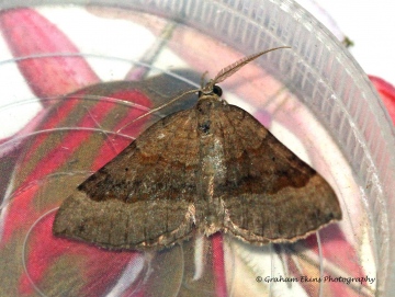 Shaded Broad-bar  Scotopteryx chenopodiata Copyright: Graham Ekins