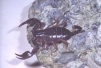 Euscorpius flavicaudis 