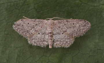 Small Dusty Wave  Idaea seriata Copyright: Graham Ekins