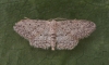 Small Dusty Wave  Idaea seriata Copyright: Graham Ekins