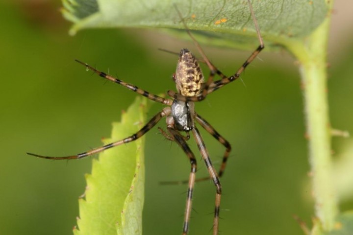 Megalepthyphantes collinus occidentalis female Copyright: Peter Harvey