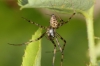 Megalepthyphantes collinus occidentalis female