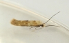 Mompha epilobiella 3