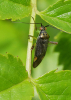 Closterotomus trivialis on Dog Rose