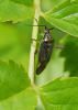 Closterotomus trivialis on Dog Rose 