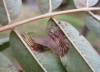 Phyllonorycter sorbi mines. Copyright: Stephen Rolls