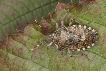 Rhaphigaster nebulosa Copyright: P.R. Harvey