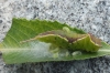 Parasitised caterpillar