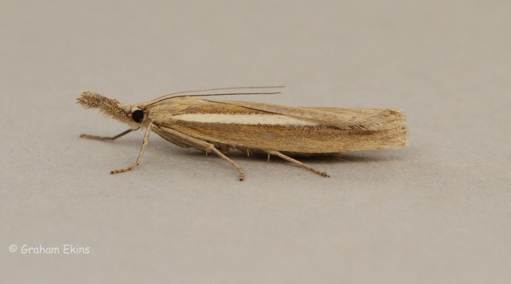 Agriphila selasella 3 Copyright: Graham Ekins