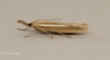 Agriphila selasella 3 Copyright: Graham Ekins