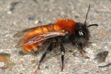 Andrena fulva female Copyright: Peter Harvey