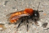 Andrena fulva female 