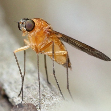 4th July 2014 female C. laetus (2) Copyright: Jeremy Richardson