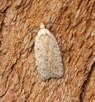 Agonopterix assimilella Copyright: Ben Sale