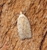 Agonopterix assimilella