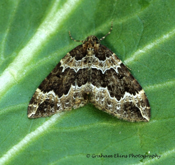 Water Carpet   Lampropteryx suffumata Copyright: Graham Ekins