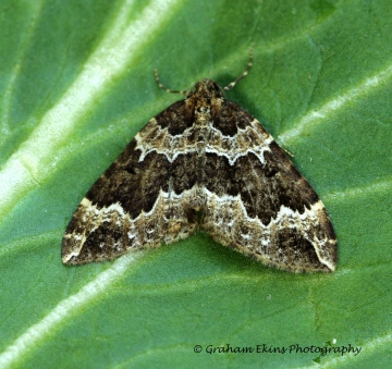 Water Carpet   Lampropteryx suffumata Copyright: Graham Ekins