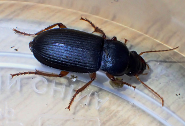 Harpalus rufipes 2 Copyright: Simon Taylor