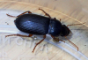 Harpalus rufipes 2