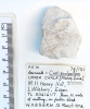 Barnacle Cretiscalpellum  Littlebury Heavy Hill M11 1978