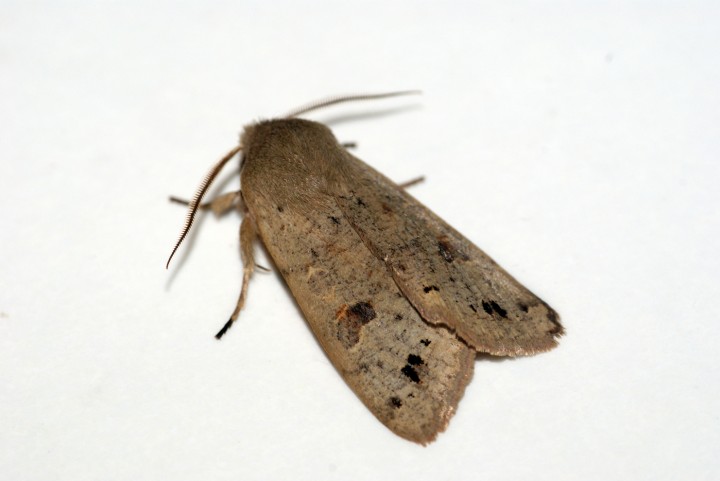 Twin-spotted Quaker Copyright: Ben Sale